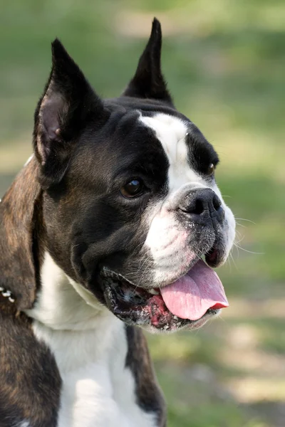 Portret bulldog — Stockfoto