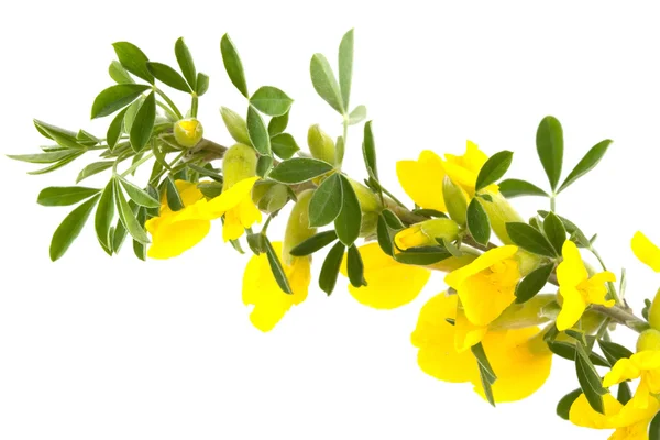 Blooming forsythia — Stock Photo, Image
