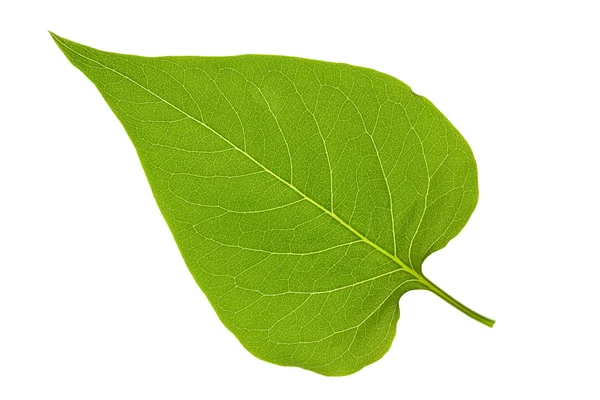 라일락의 잎 — 스톡 사진
