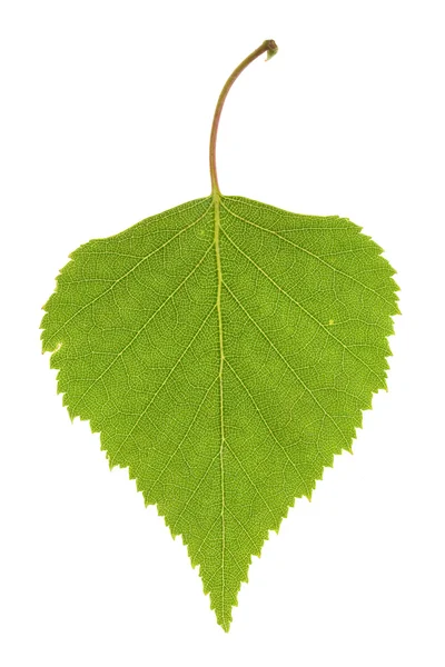 자작나무 잎 — 스톡 사진