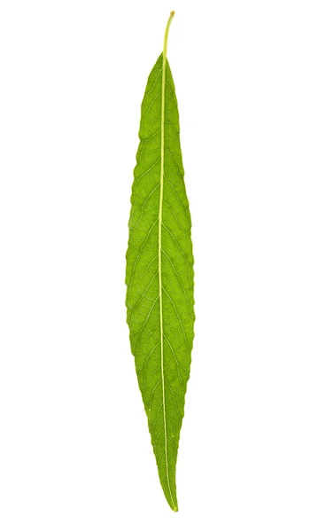 Willow leaf — Stock Photo, Image