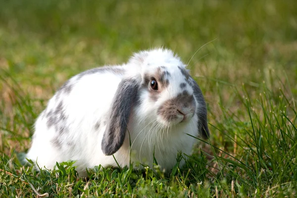 Krásný králík — Stock fotografie