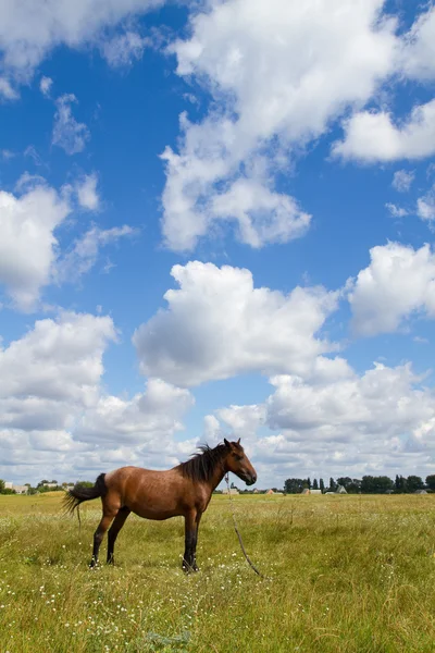 Krásný kůň na hřišti — Stock fotografie