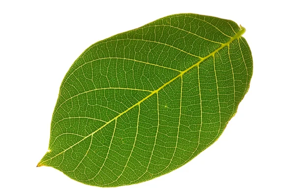 월 넛 잎 — 스톡 사진