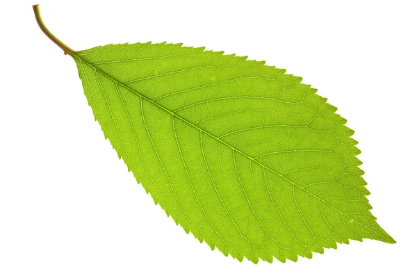 Leaf of cherry Royalty Free Stock Images