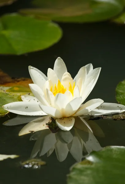stock image White water lily