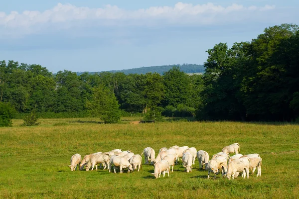 Koeien in Bourgondië, Frankrijk — Stockfoto