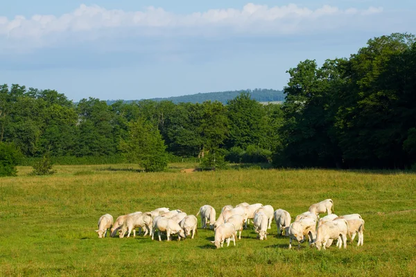 stock image Cows in Burgundy, France