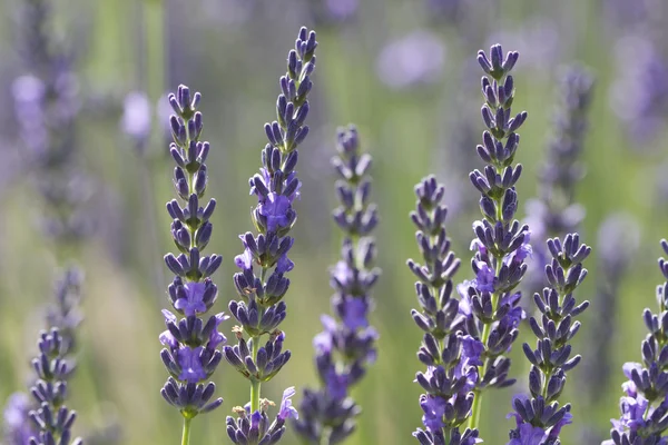 Фіолетовий lavenders — стокове фото