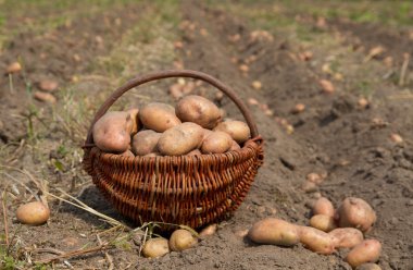 patates sepetinde