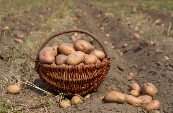 Potatoes in basket — Stock Photo, Image