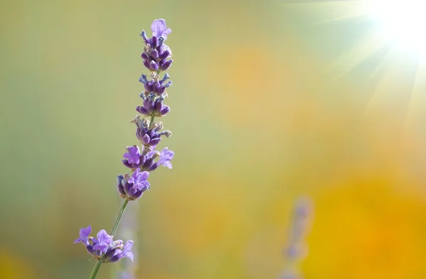 아름 다운 라벤더 — 스톡 사진