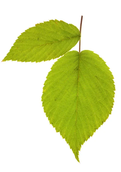 Leaf raspberry isolated — Stock Photo, Image