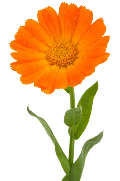 Λουλούδι της καλέντουλας — Φωτογραφία Αρχείου