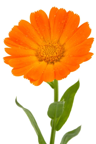 Квітка Календула — стокове фото