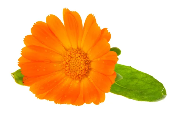 Квітка Календула — стокове фото