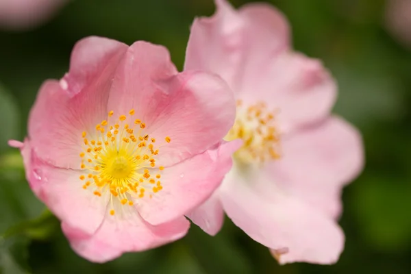 Rosa silvestre — Foto de Stock