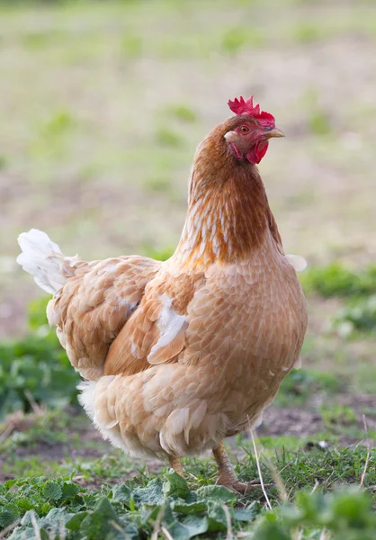 Porträtt kyckling — Stockfoto