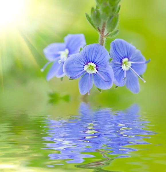 Mavi düğün çiçeği — Stok fotoğraf