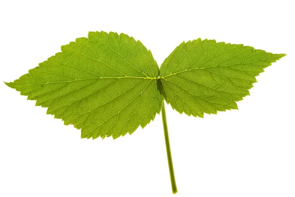Leaf raspberry — Stock Photo, Image