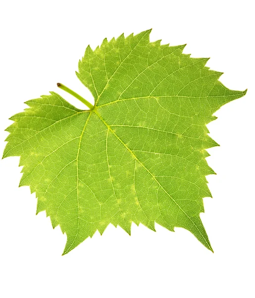 Folha de uva — Fotografia de Stock