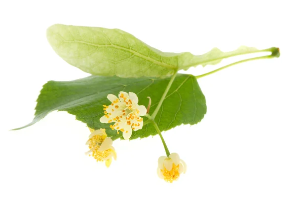 Flowers of linden tree — Stock Photo, Image
