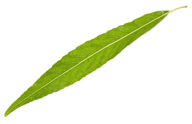 Willow leaf isolated clipart
