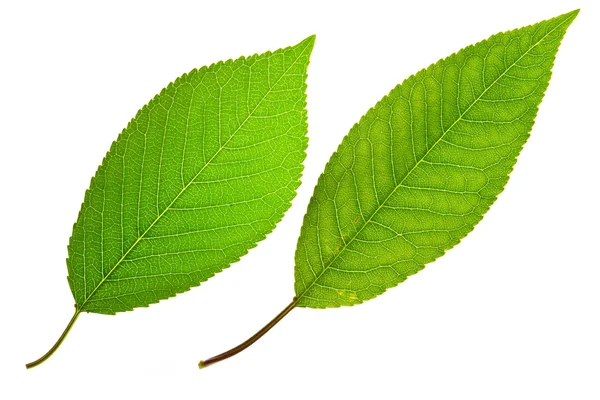 Cherry and sweet cherry leaf — Stock Photo, Image