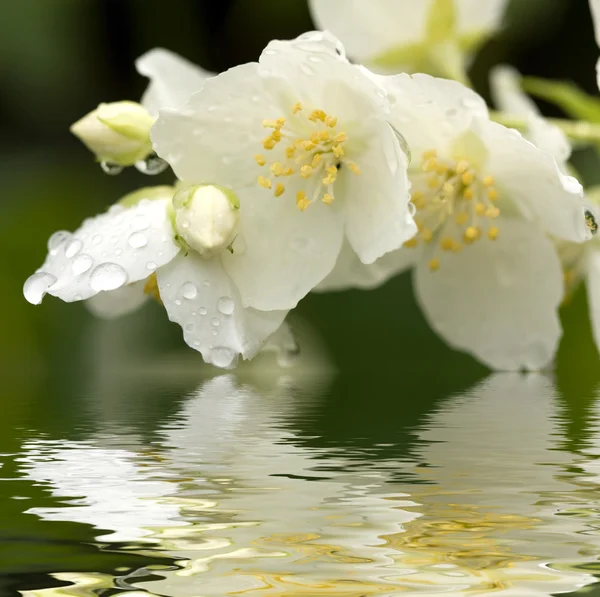 Jasmine with dew drops — Stock Photo, Image
