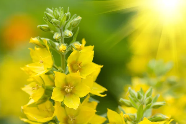 Keltaiset kukat — kuvapankkivalokuva