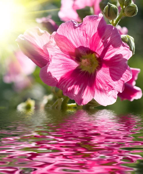 Bellissimo fiore — Foto Stock