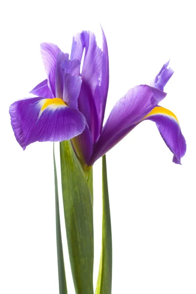 Gele iris — Stockfoto