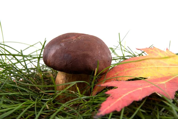 Mushroom on a grass — Stock Photo, Image
