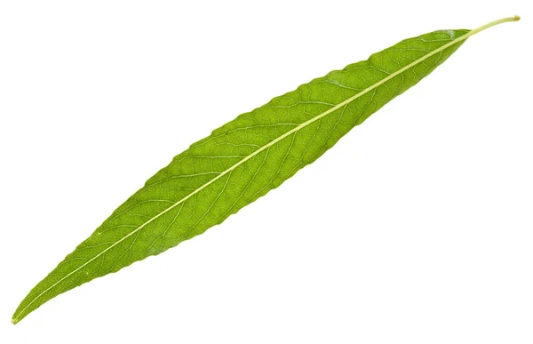 Willow leaf isolated — Stock Photo, Image