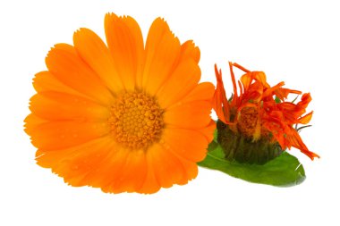 calendula çiçek