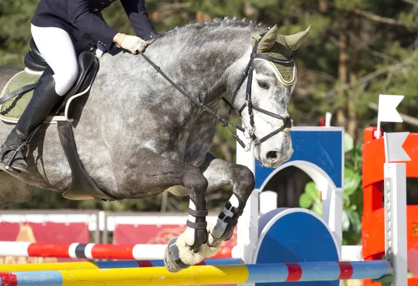 Salto de show equestre — Fotografia de Stock