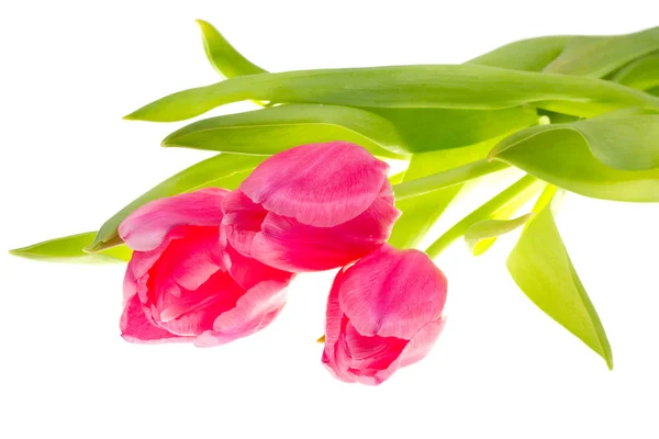 stock image Beautiful tulips