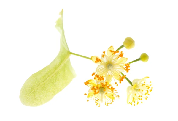 Blumen der Linde — Stockfoto