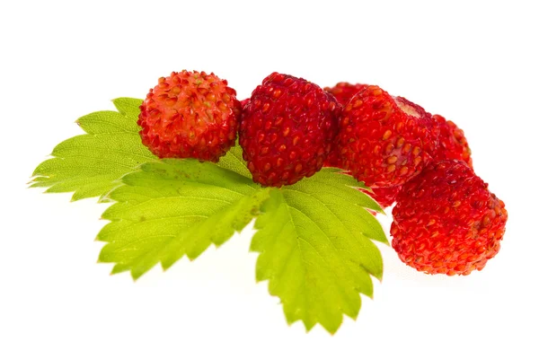 Wild strawberries isolated — Stock Photo, Image