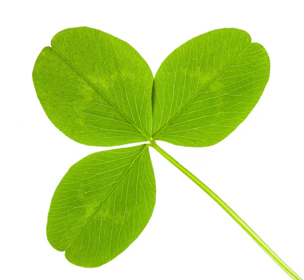 stock image Clover isolated