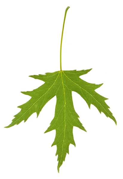 Кленовый лист изолирован — стоковое фото