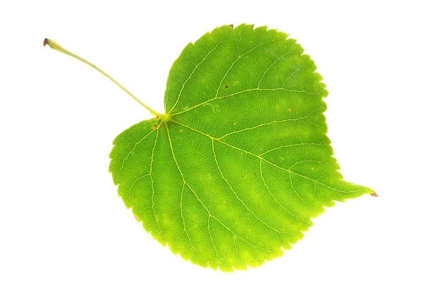 Linden leaf on isolated — Stock Photo, Image