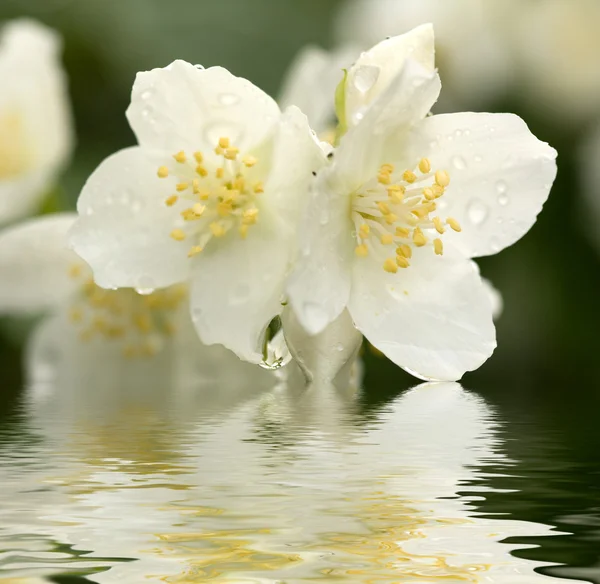 Jasmínový květ — Stock fotografie