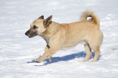 çalışan köpek