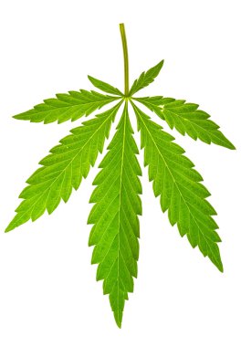 marihuana yaprağı