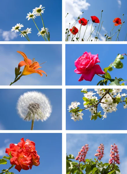 Collection spring flowers — Stock Photo, Image