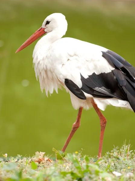 stock image White stork