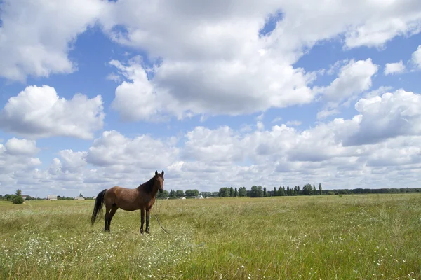 Kůň na pastvině — Stock fotografie
