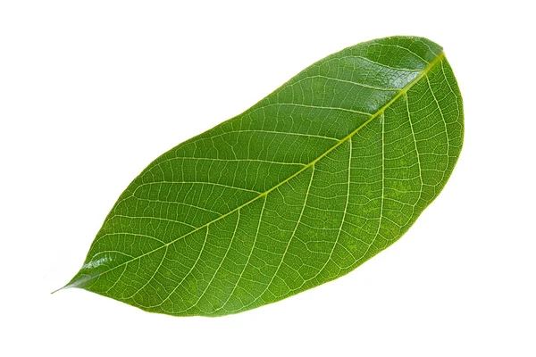 Walnut leaf — Stock Photo, Image