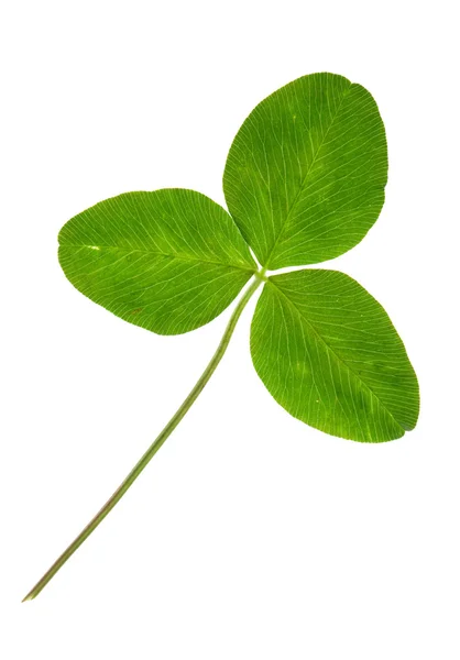 Clover isolated on the white — Stock Photo, Image